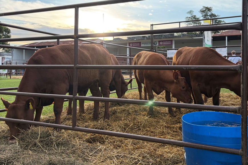 La genética santafesina brilló en un remate que ya es un clásico