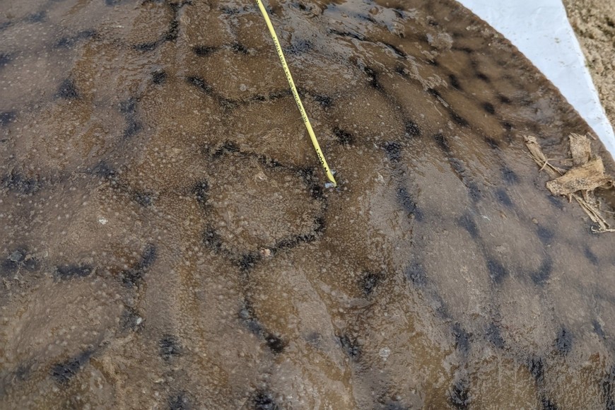 Marcada y al agua nuevamente. Gentileza.