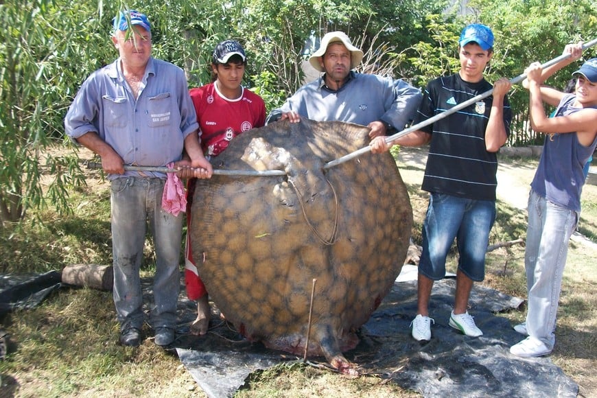 Una más. Pescadores muestran la raya gigante capturada en la zona. Archivo.