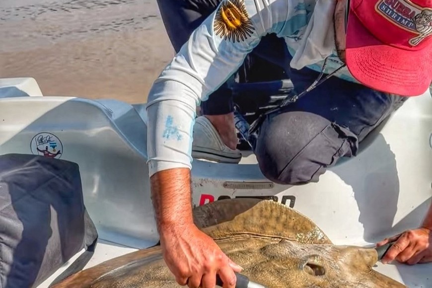 Un pescador coloca la marca a esta raya capturada en la zona. Gentileza.