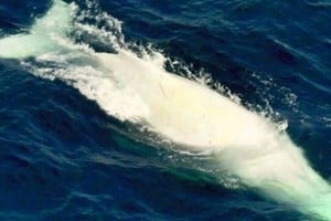 Raro avistaje de ballena albina en Australia.