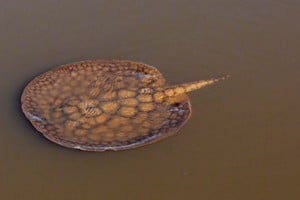 Una raya en su hábitat. Qué hay que tener en cuenta ante una picadura.