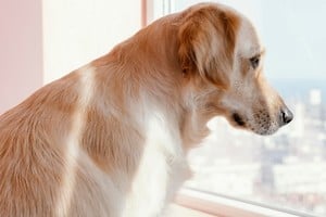 La anticipación del regreso puede reflejar un vínculo afectivo estable.