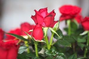 Rosas en pleno desarrollo gracias a una rutina de cuidado estable.