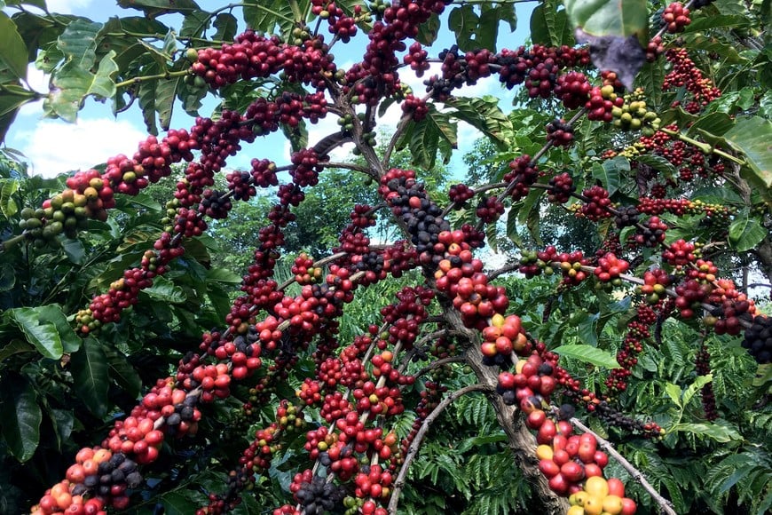 FILE PHOTO: The robusta coffee fruits are seen in Sao Gabriel da Palha, Espirito Santo state, Brazil May 2, 2018. Picture taken May 2, 2018. REUTERS/Jose Roberto Gomes/File Photo/File Photo