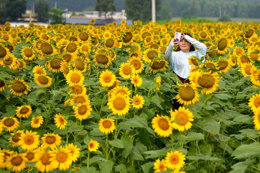 (250826) -- JINAN, 26 agosto, 2025 (Xinhua) -- Una turista posa para una fotografía en un campo de girasoles, en el distrito de Changqing, en Jinan, en la provincia de Shandong, en el este de China, el 26 de agosto de 2025. (Xinhua/Zhu Zheng) (oa) (ah) (vf)
