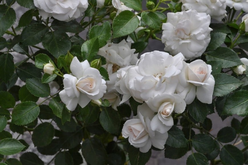 Sector del jardín donde se observa una producción sostenida de flores.