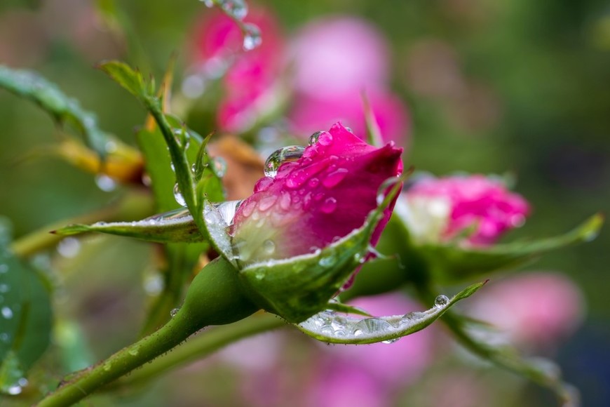 Brotes jóvenes que anticipan nuevas aperturas en la temporada cálida.