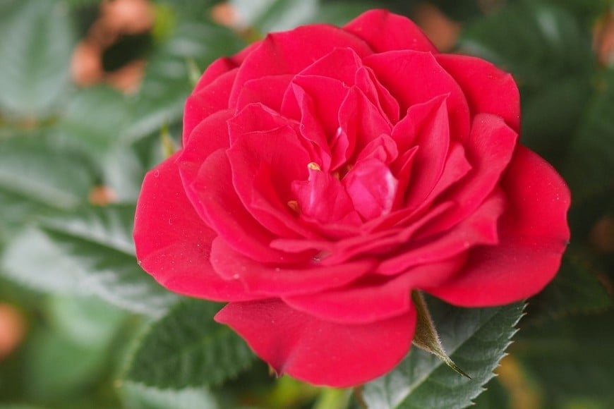 Control de plagas realizado para proteger hojas y tallos sensibles.