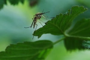 Distintos tipos de plantas que pueden ahuyentar a estos insectos