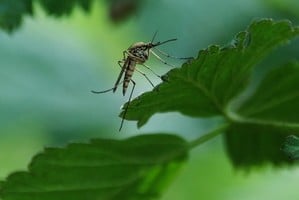 Distintos tipos de plantas que pueden ahuyentar a estos insectos