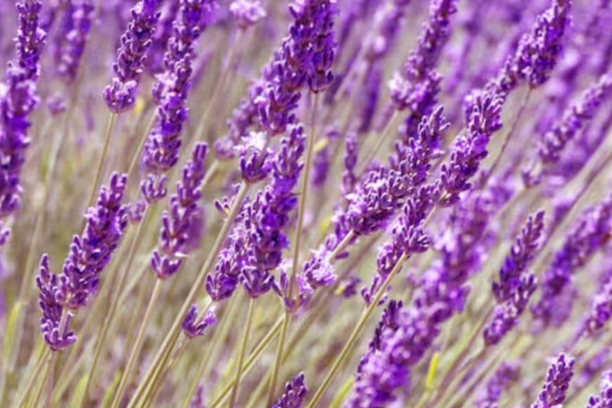 Lavanda: belleza y eficacia en uno