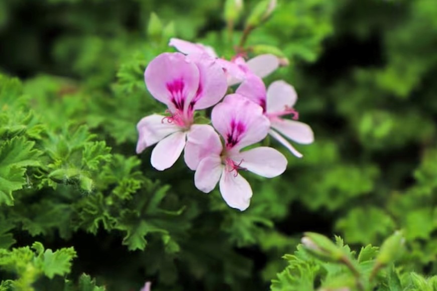 La planta de citronela es un clásico