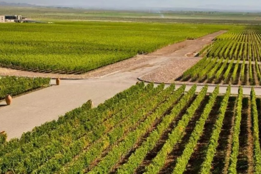 Argentina tiene unas 223.585 hectáreas de viñedos bajo cultivo.