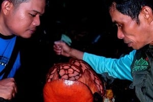 Septian "Deki" Andrikithat rompió en llanto al encontrar la flor.