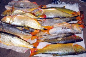 Imagen que refleja la "crónica de una muerte anunciada": la de los peces de nuestros ríos, por depredación absoluta.