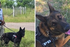 Bono y Black; los perros de la PDI que fueron premiados. Foto: Gentileza