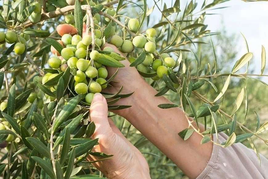 El 70% del olivar mundial se sigue cultivando de forma tradicional.