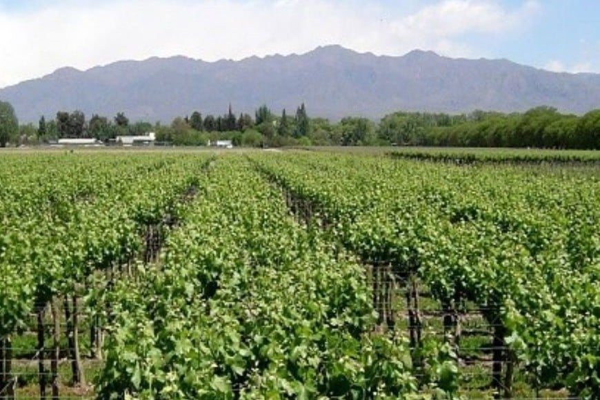 La superficie olivícola en Argentina ocupa 86.000 hectáreas.