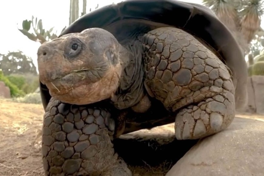 No se sabe con certeza cuándo llegó la tortuga al zoológico de San Diego.