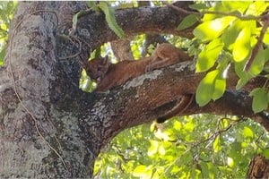 Susto en Cayastá por la aparición de dos pumas. Foto: Gentileza