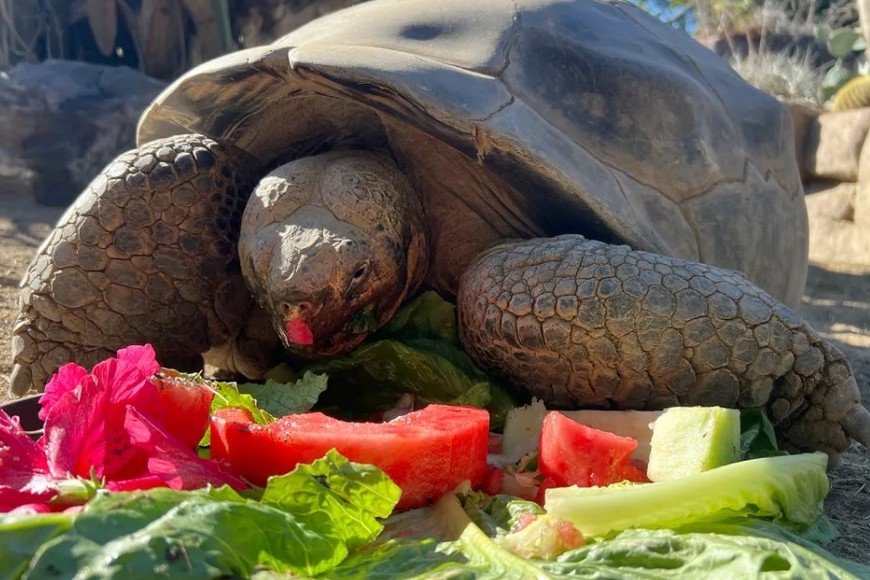 Su dieta estaba compuesta por frutas y verduras.