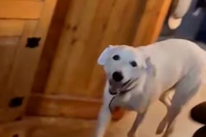 Bruno, el perro sordo rescatado, que conmueve las redes.