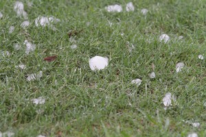 El alerta rige desde este jueves por la mañana. Crédito: Manuel Fabatía