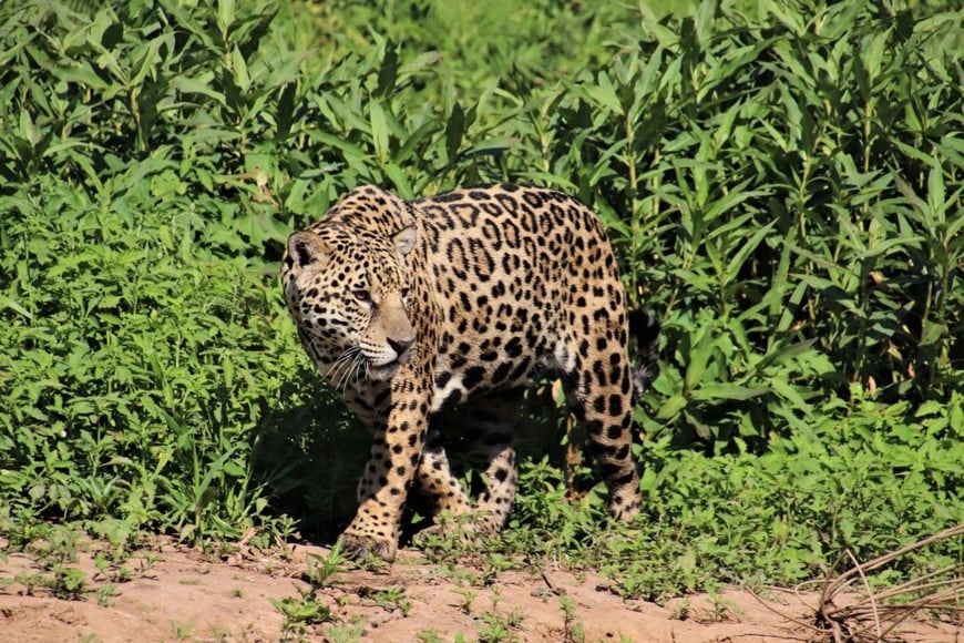 El jaguar también es llamado yaguareté, overo, pintado, tigre, uturunco, tiog o kiyoc, según la región.