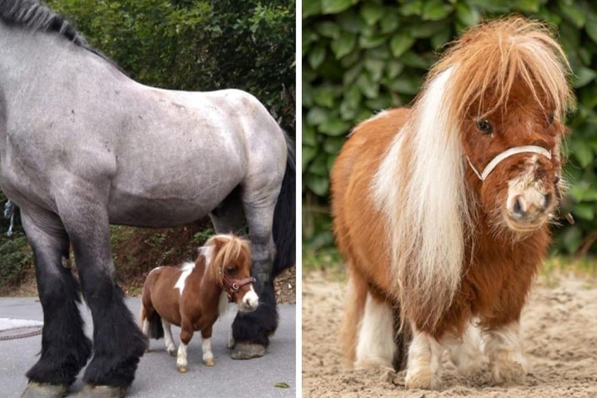 Pumuckel, el miniponi que mide menos que un perro mediano.