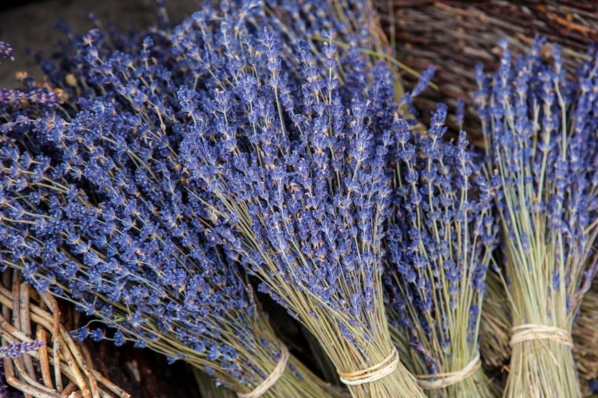 Lavanda. Combinación de plantas en un espacio pensado para generar armonía.