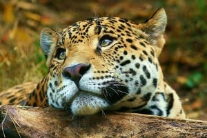 Pese a la protección formal, los datos actuales estiman que en Argentina quedan menos de 300 individuos.