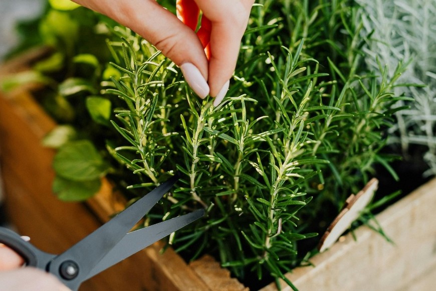 Romero. Plantas aromáticas ubicadas en interiores para mejorar el ambiente del hogar.