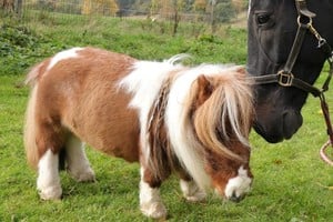 Solo 52 centímetros: así es el diminuto caballo que rompió el récord mundial.