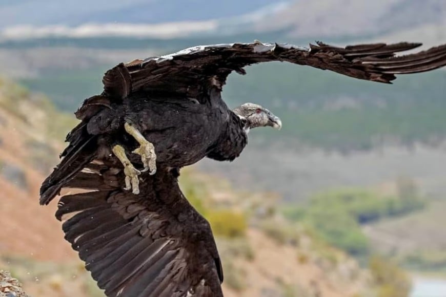 Una familia registró en video 90 cóndores andinos alimentándose juntos.