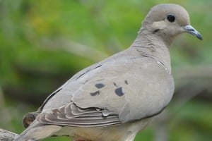 Legisladores del Senado aprobaron la declaración de plaga para la paloma torcaza en todo el territorio provincial.