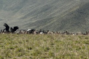 La presencia de tantos ejemplares indica el buen estado ambiental de la zona cordillerana.