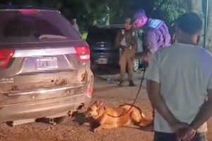 La perrita Sasha marcó los lugares en donde había que revisar. Foto: El Litoral