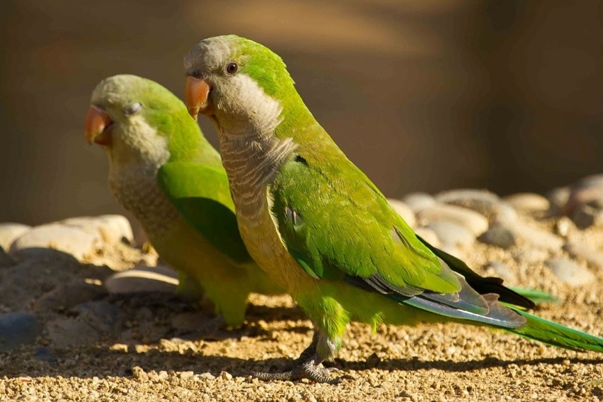 La psitacosis se transmite a los humanos a través de las secreciones de aves infectadas