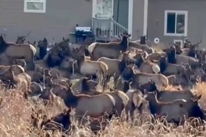 La manada de alces ocupó por completo dos patios traseros en Loveland.