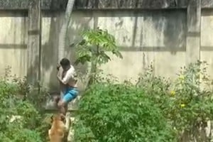 Un joven de 19 años murió atacado por una leona.