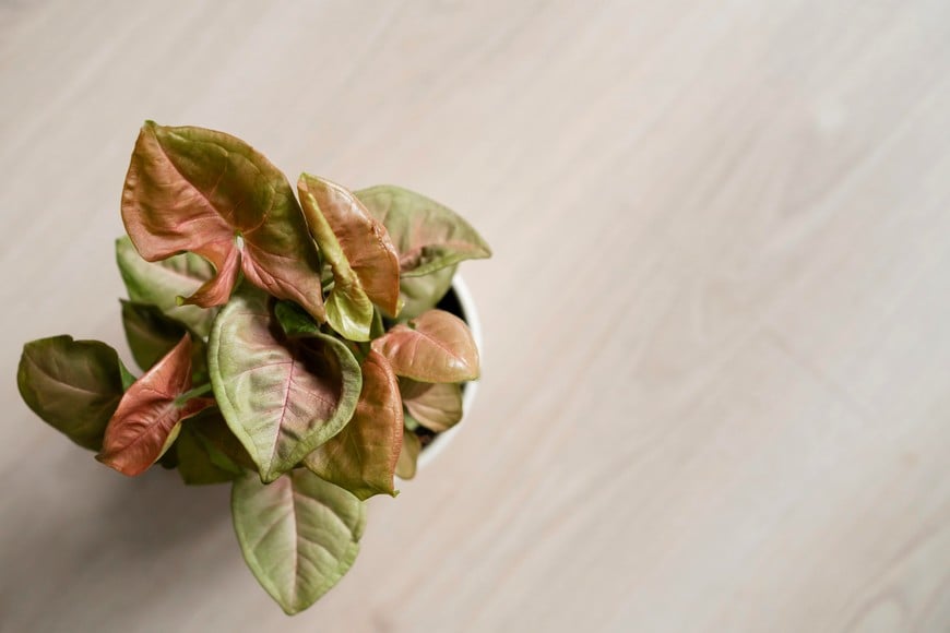 La jardinería doméstica permite mantener un entorno armonioso y saludable.