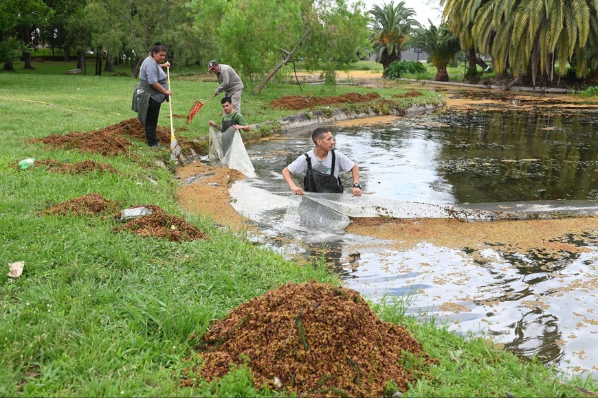 Operarios municipales retiran manualmente la azolla del lago del parque.