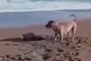 Buscan al dueño de un perro que atacó a un lobo marino bebé en una playa de Chubut