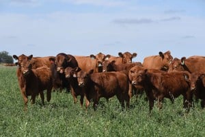 En total se relevaron 2.288 machos y 2.265 hembras pertenecientes a 18 cabañas ubicadas en San Luis, Entre Ríos, Córdoba, Buenos Aires y La Pampa