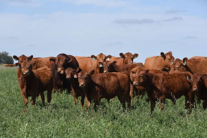 En total se relevaron 2.288 machos y 2.265 hembras pertenecientes a 18 cabañas ubicadas en San Luis, Entre Ríos, Córdoba, Buenos Aires y La Pampa