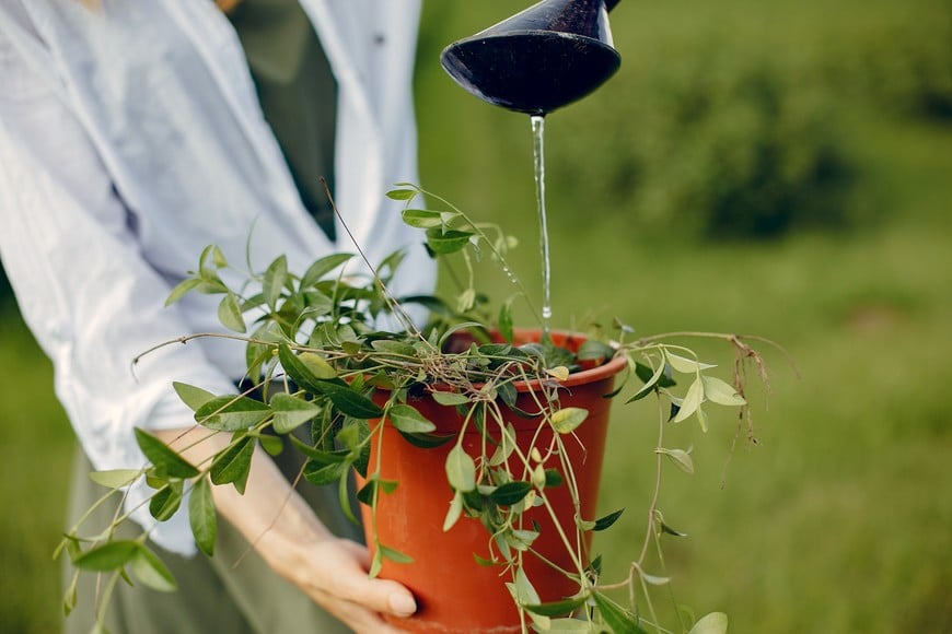 Plantas sanas y bien hidratadas reflejan cuidado y atención.