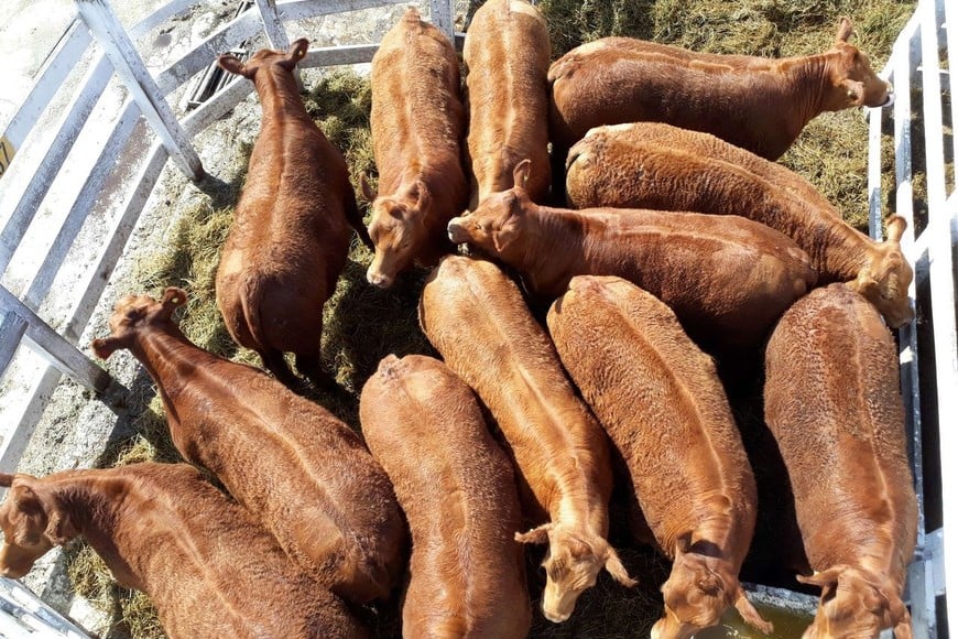 En total se relevaron 2.288 machos y 2.265 hembras pertenecientes a 18 cabañas ubicadas en San Luis, Entre Ríos, Córdoba, Buenos Aires y La Pampa