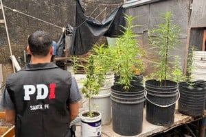 Las plantas de marihuana en el domicilio donde fue capturado el menor. Foto: Gentileza