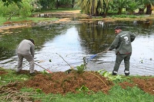 Las tareas se dan en el marco de la recuperación de los grandes pulmones verdes de la ciudad.